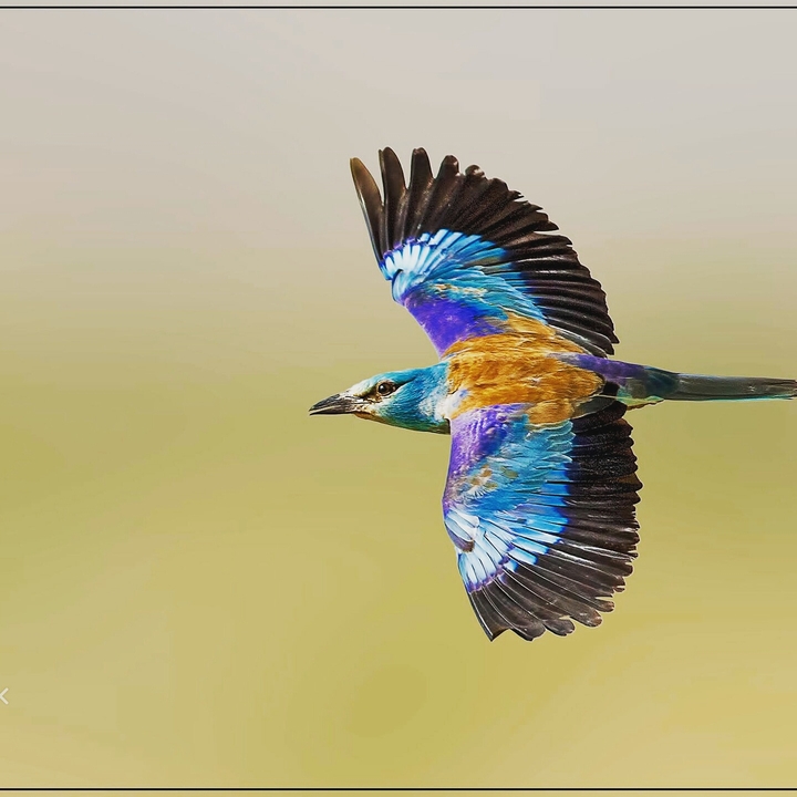 colourful bird