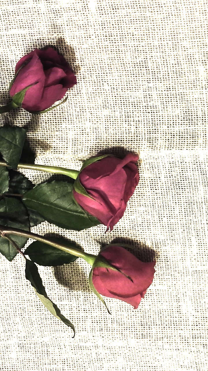 roses