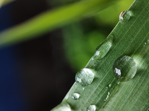 обои macro, Close-up