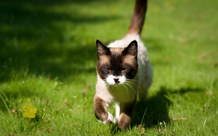 cat