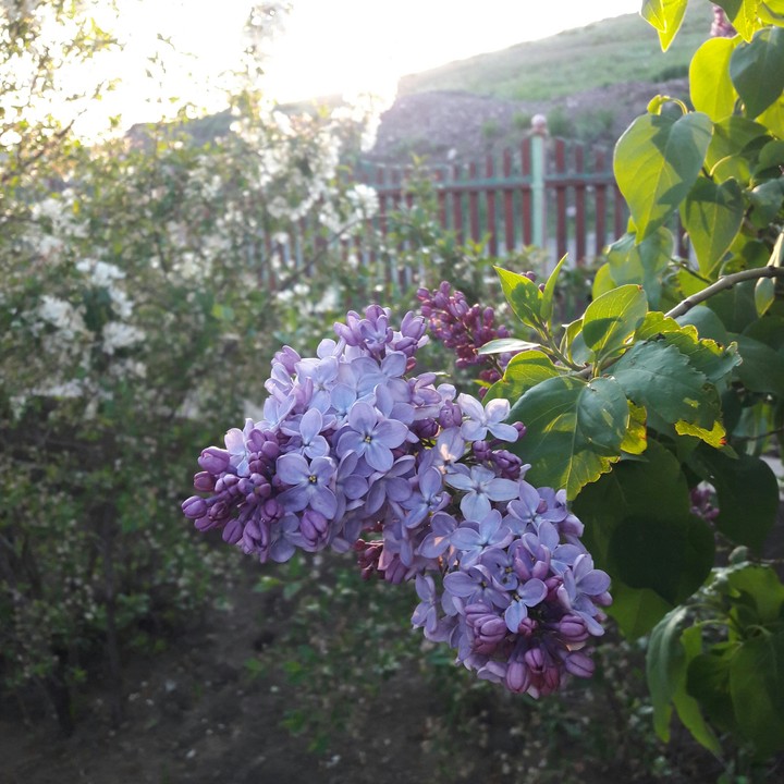 flowers