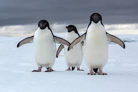 Adelie Penguins