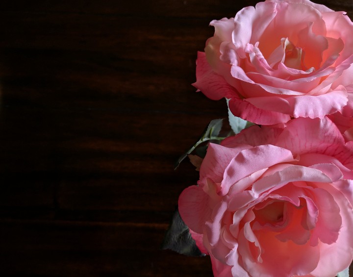 Rose Flower
