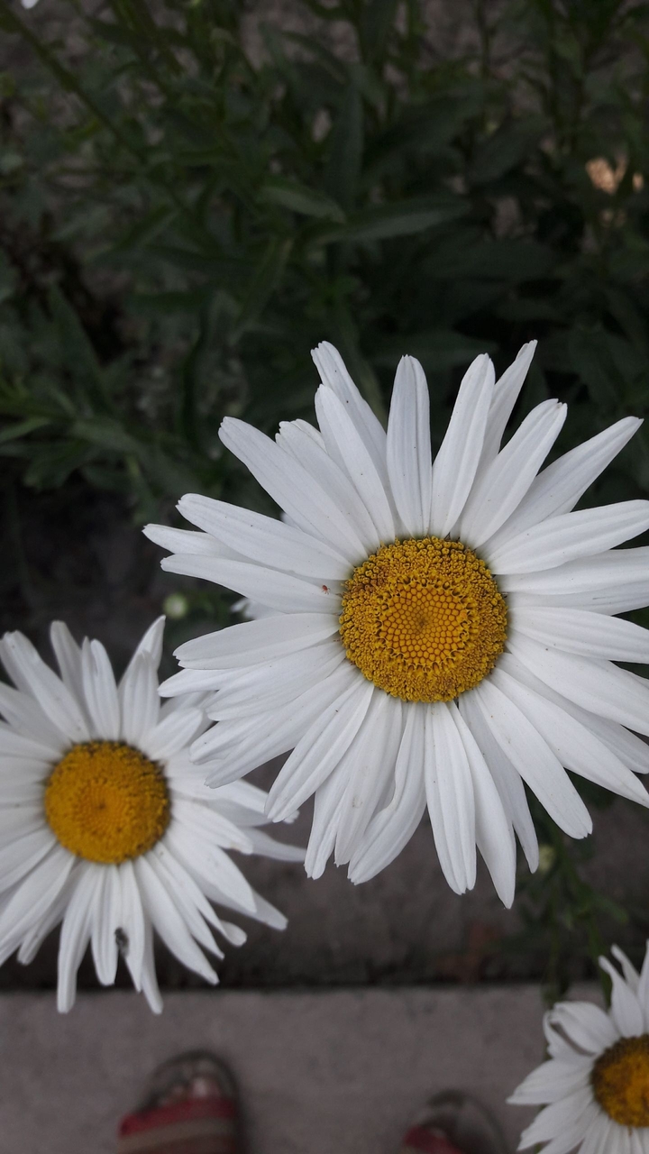 daisy2