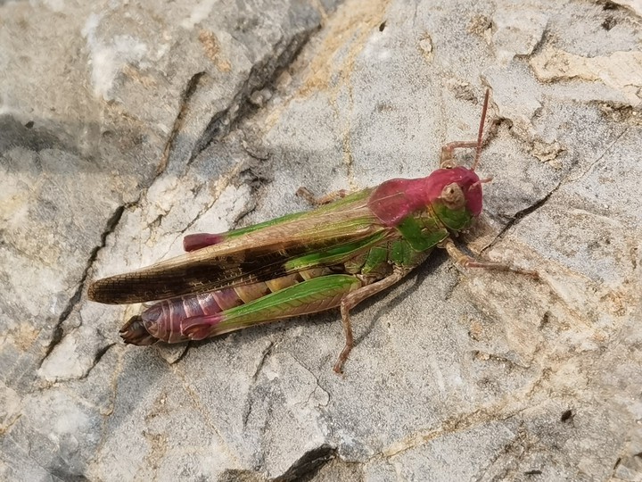 Flower Grasshopper