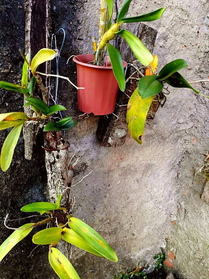plantas