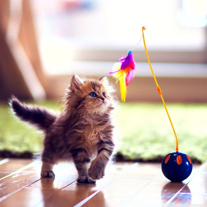 Fluffy Playtime :)