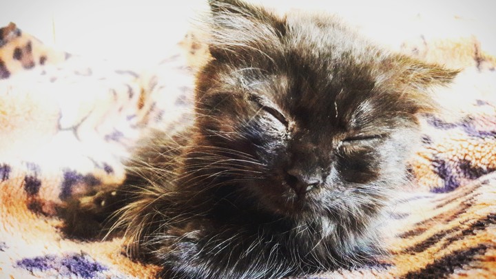 кот