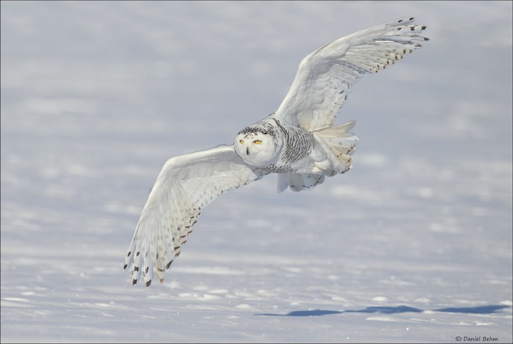 This is Flying