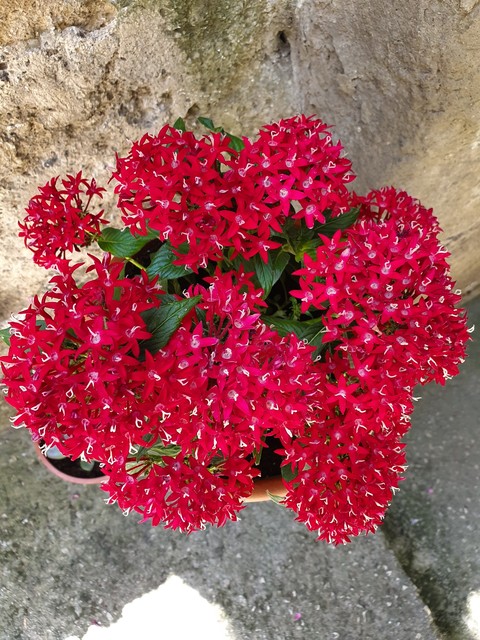 Red Passion