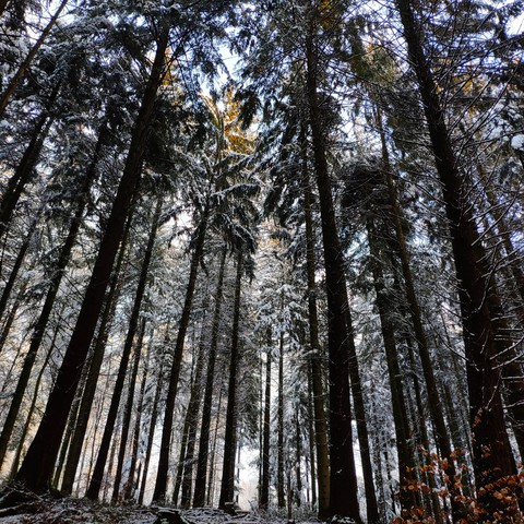 Schwarzwald ?