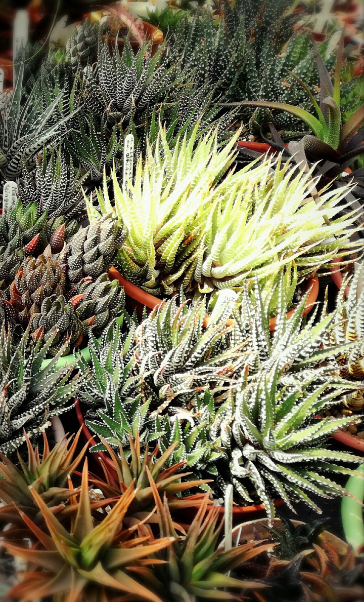 Succulents