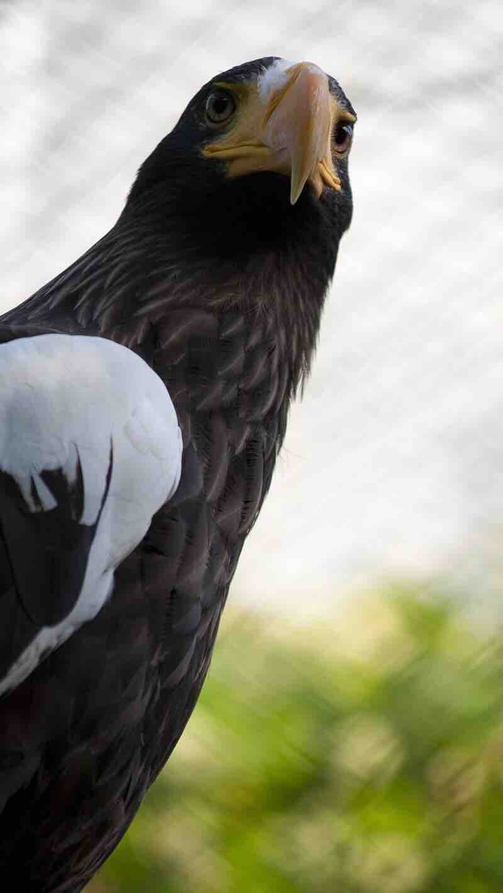 klş