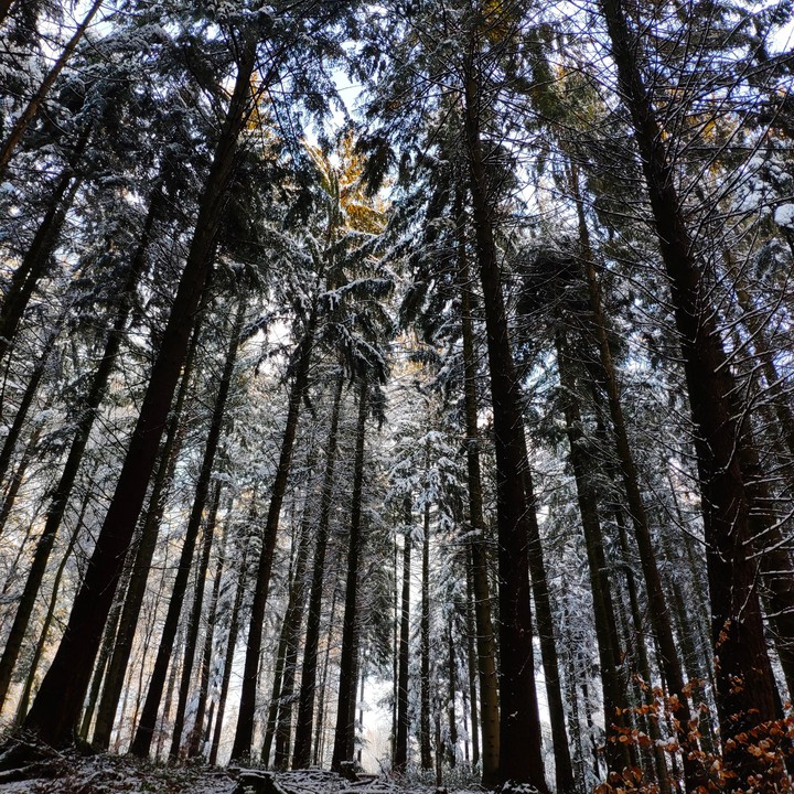 Schwarzwald ?
