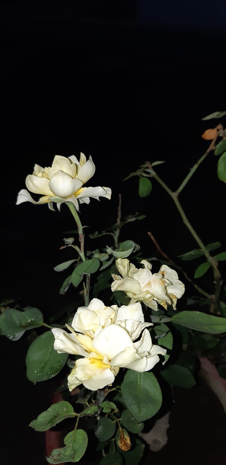 Roses