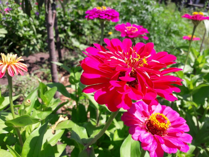 bright pink