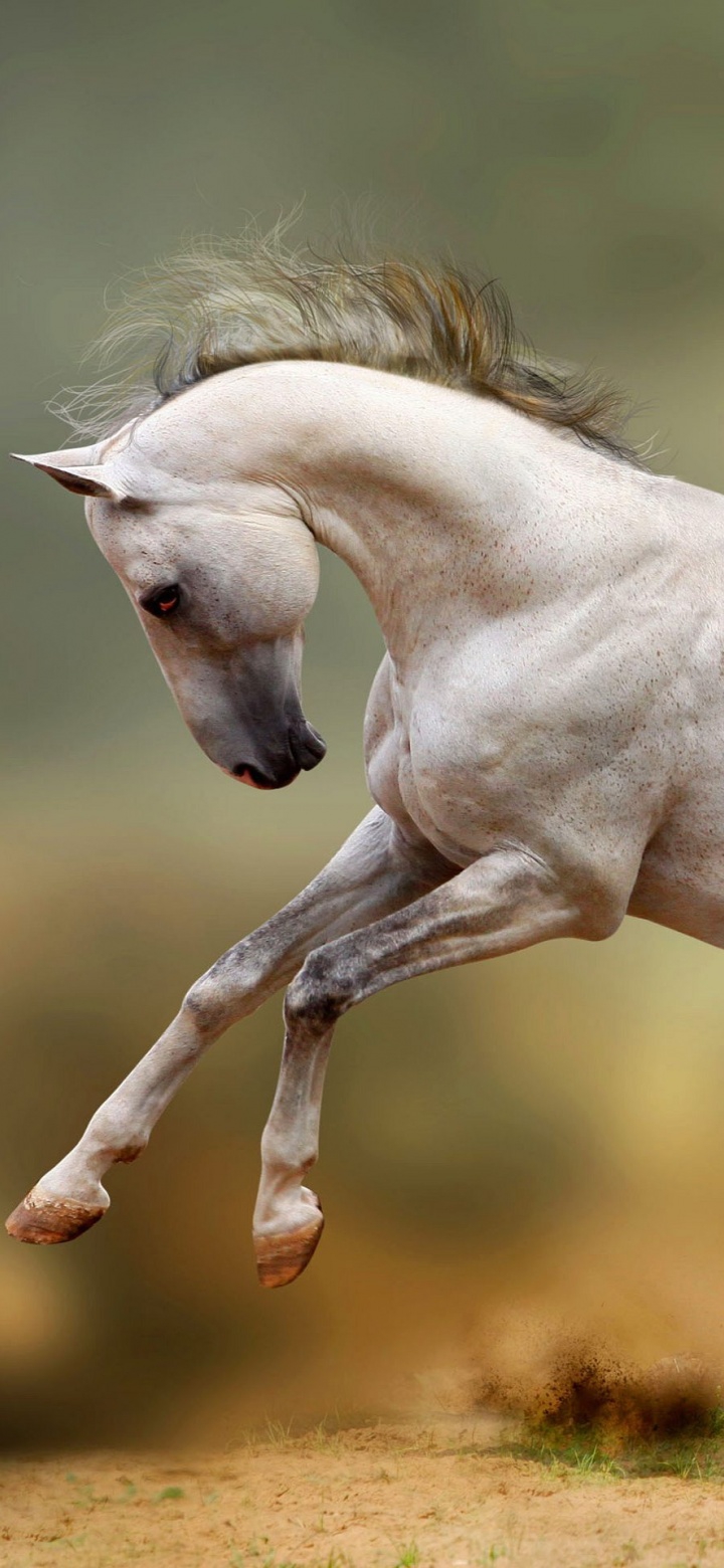 Horse HD Wallpaper