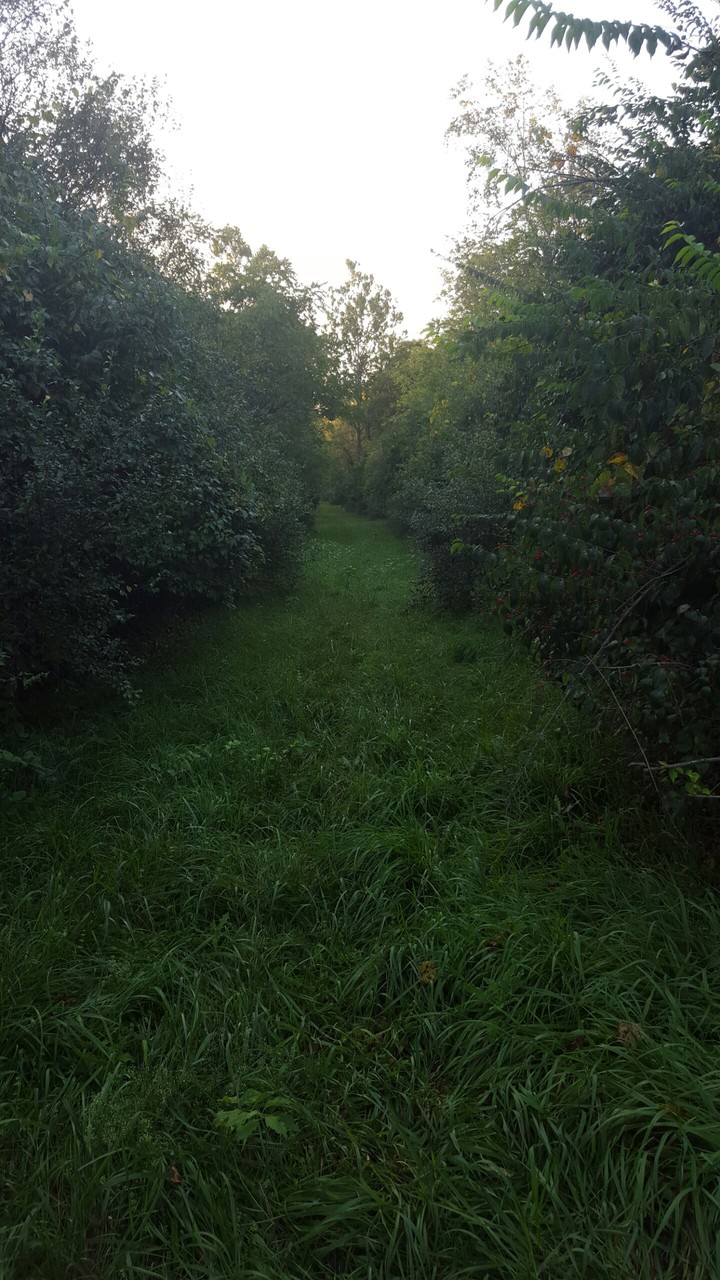 Dark Path
