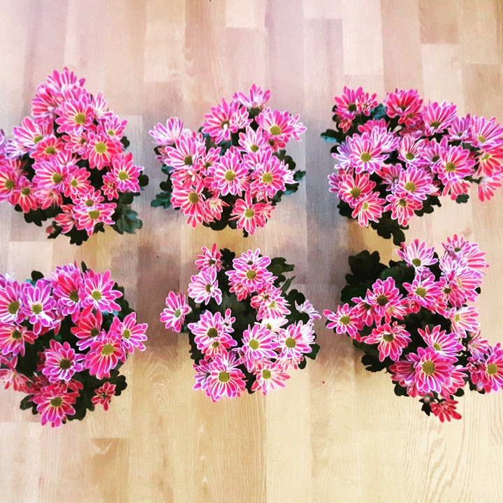 may flowers