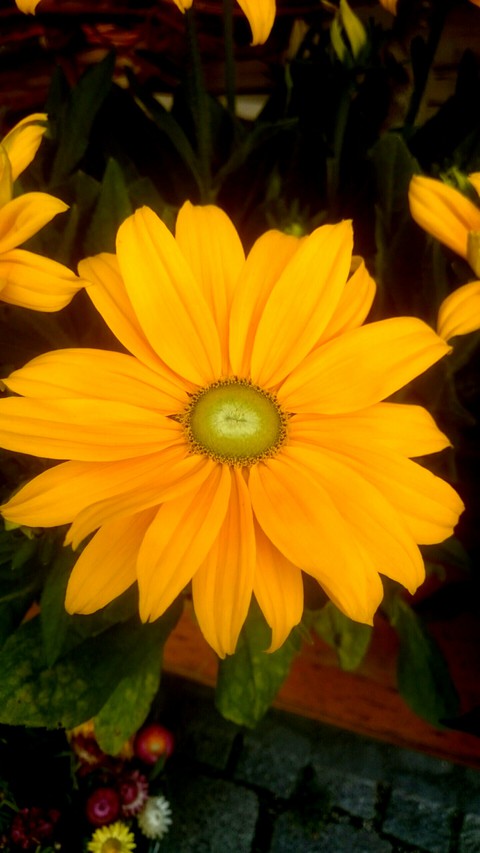 petal, wood वॉलपेपर