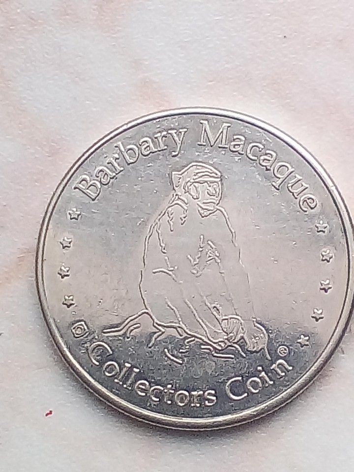 Barbary Macaqure.