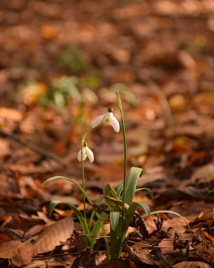 Flower in Autumn Season