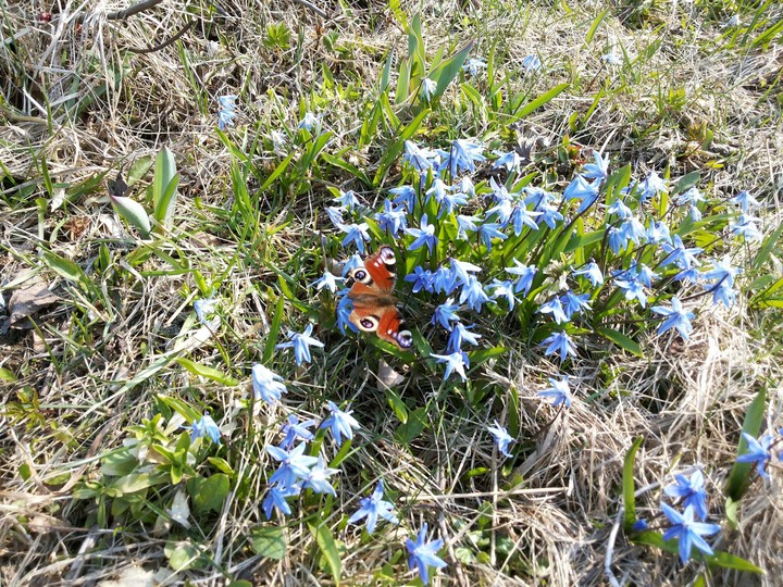 butterfly