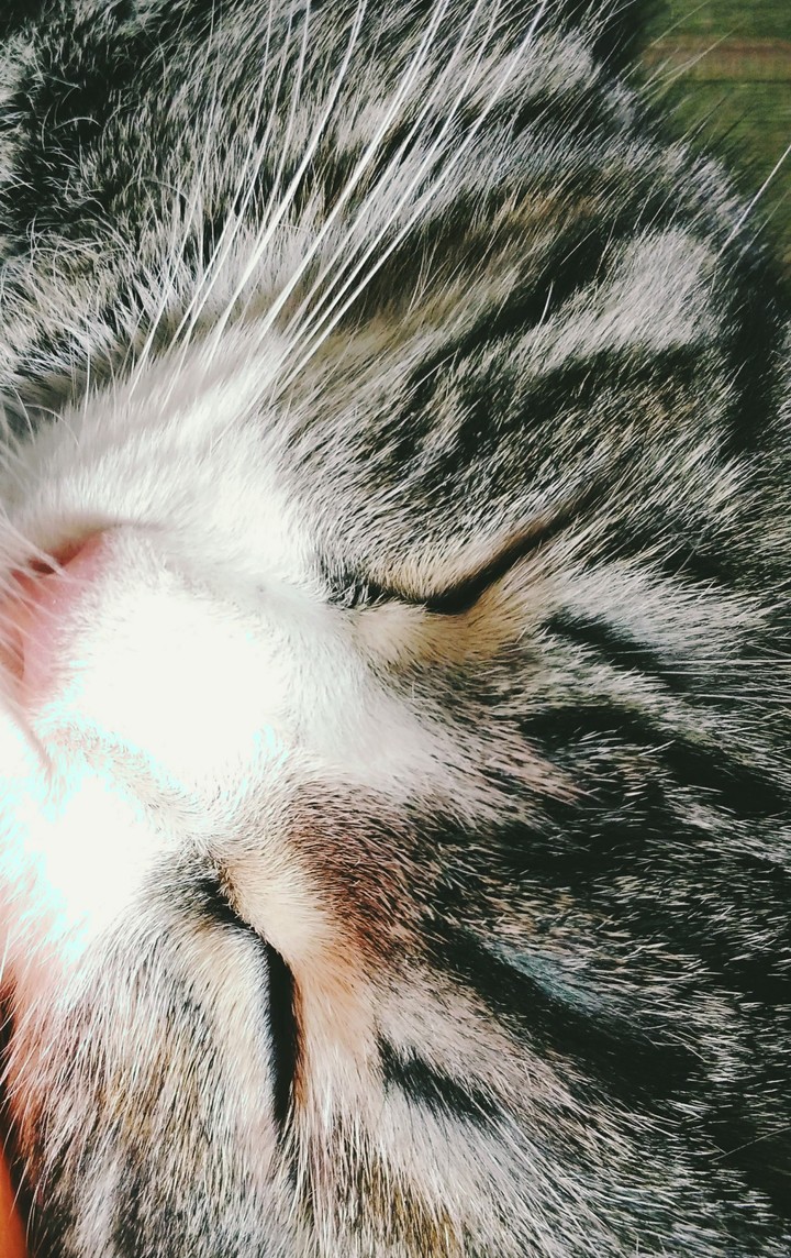 Моя кошка.