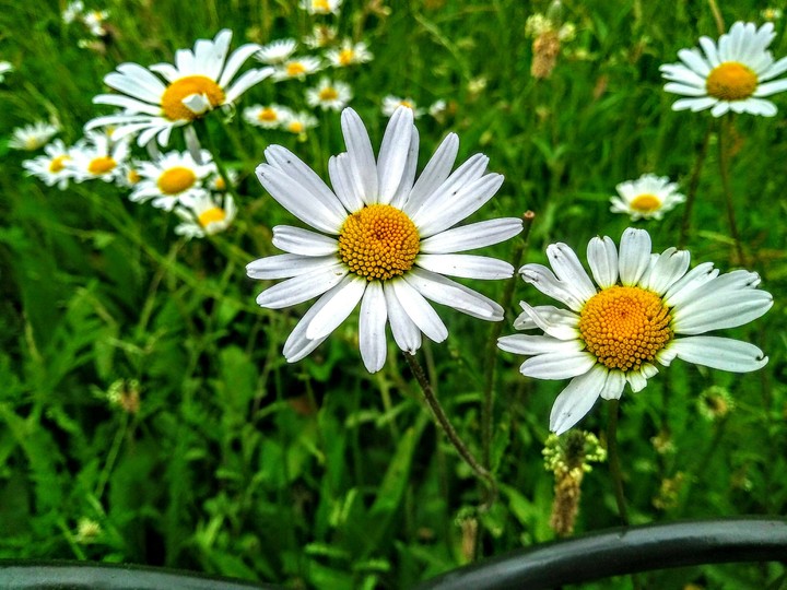 Road Side Flowers