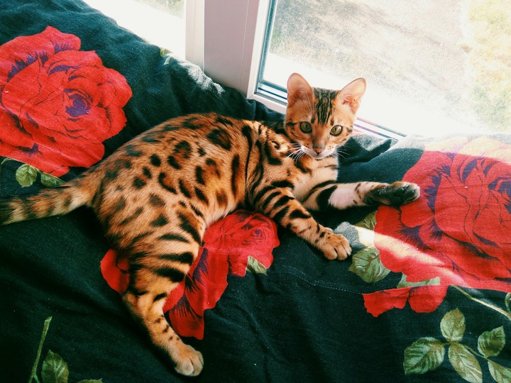 Бенгальский кот