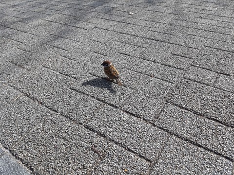 Grey walkway and Sparrow