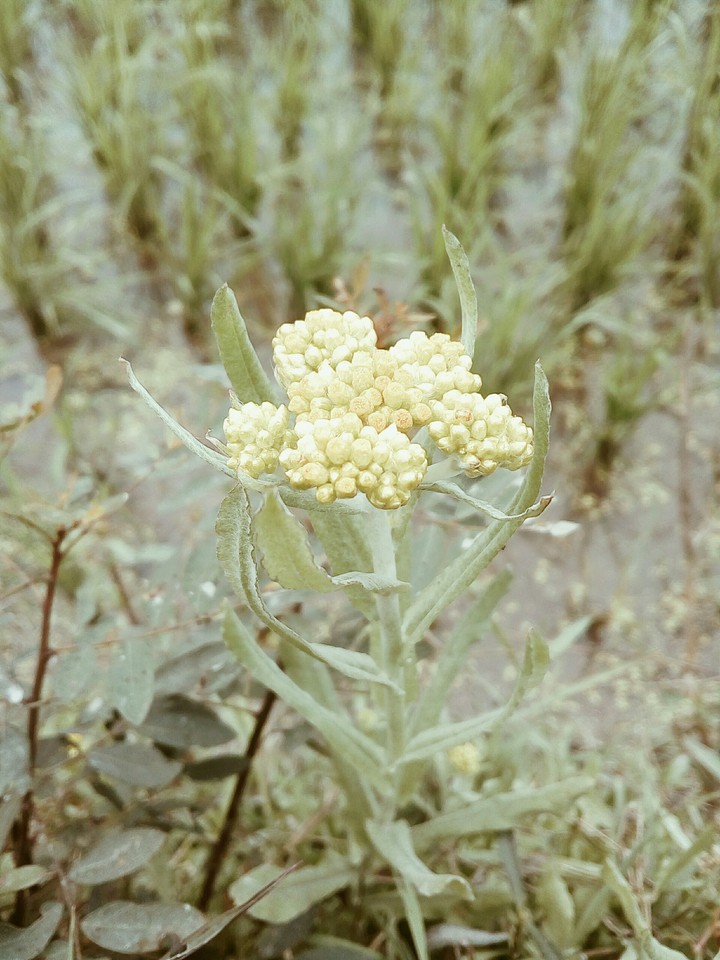 flower..