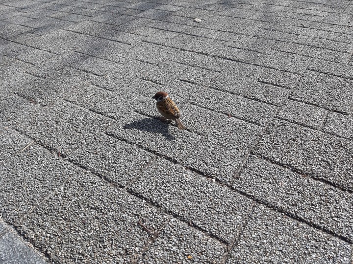 Grey walkway and Sparrow