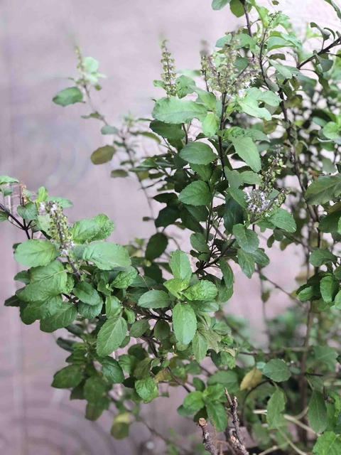 Holy Basil