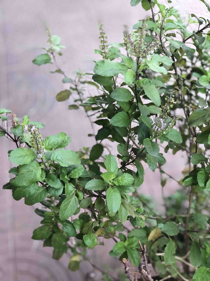 Holy Basil