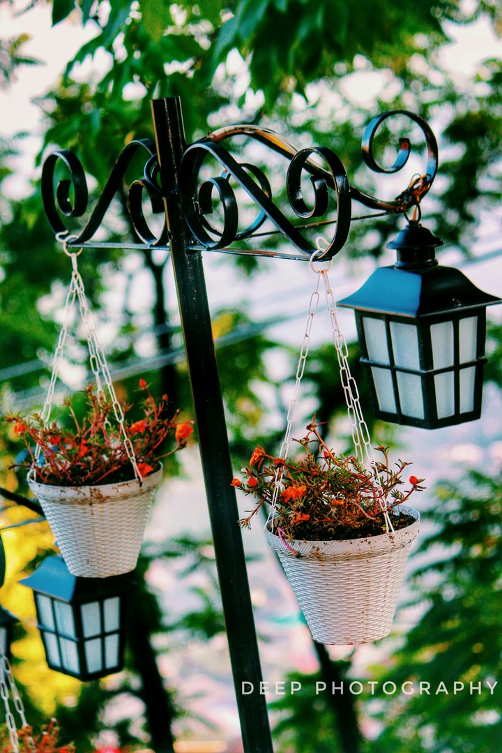 Beautiful plants with low light