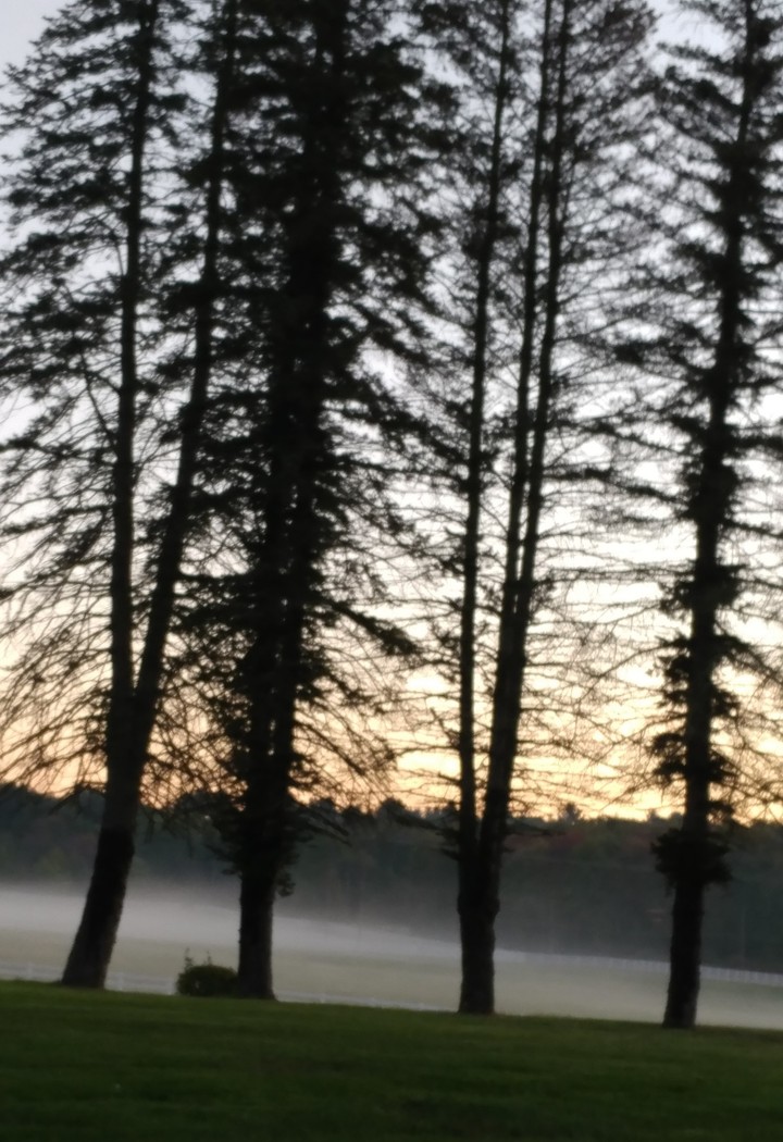 pines in the early morning fog