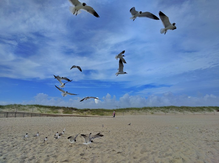 Seagulls