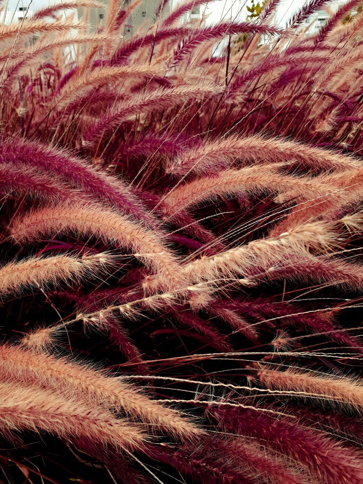 Wheat field
