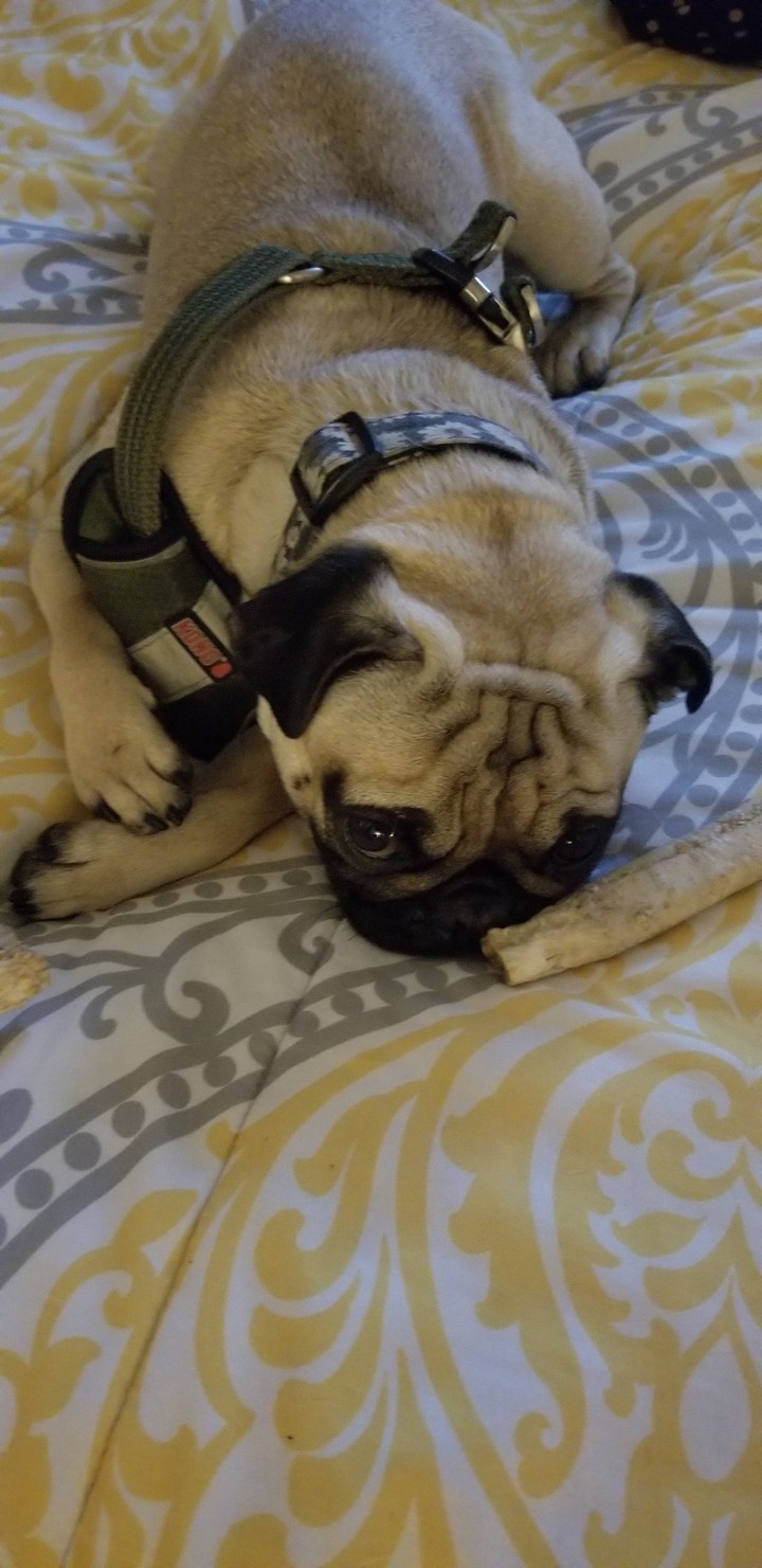 pug