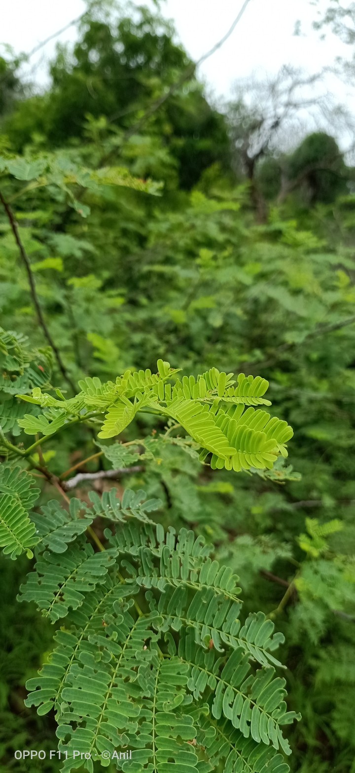 greenery