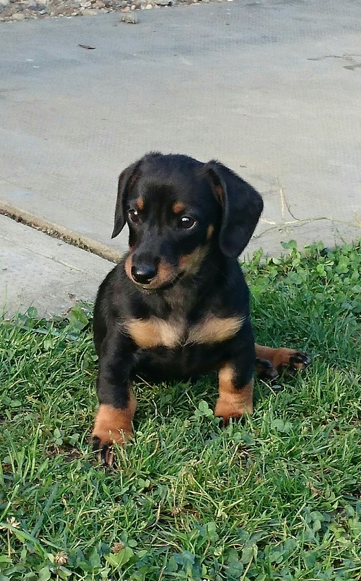dog ❤