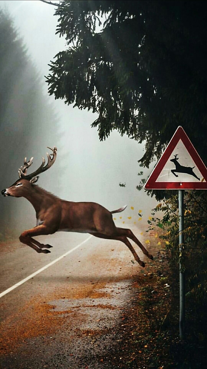 deer