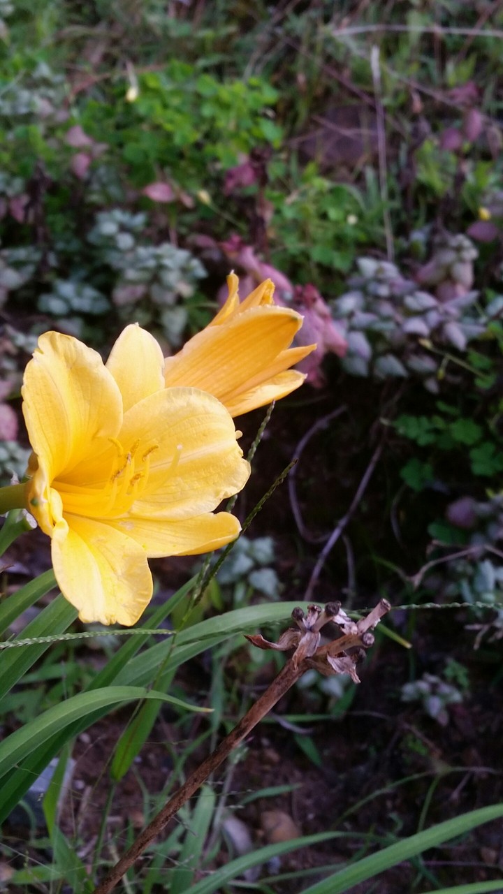la plus belle fleur