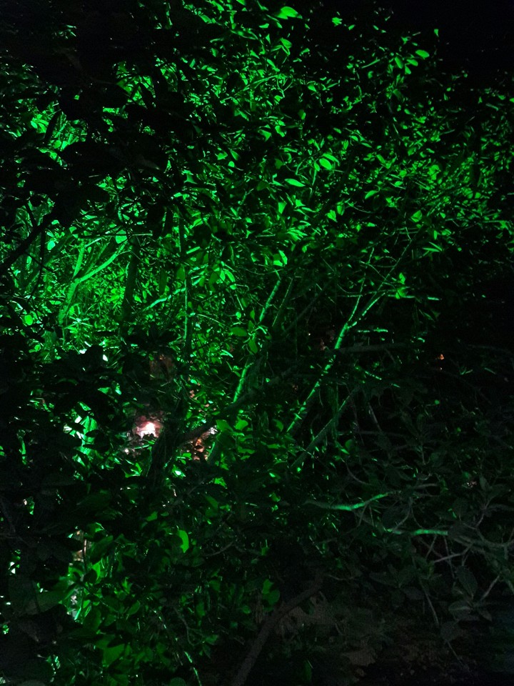 Tree.