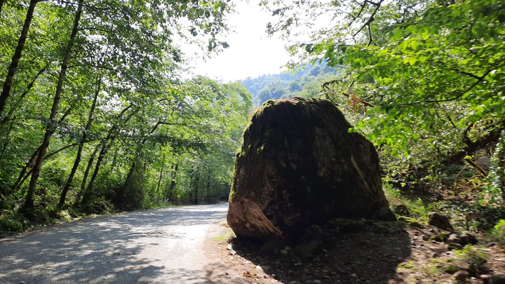 jungle road