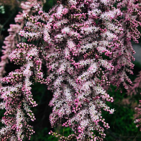 flower, spring वॉलपेपर