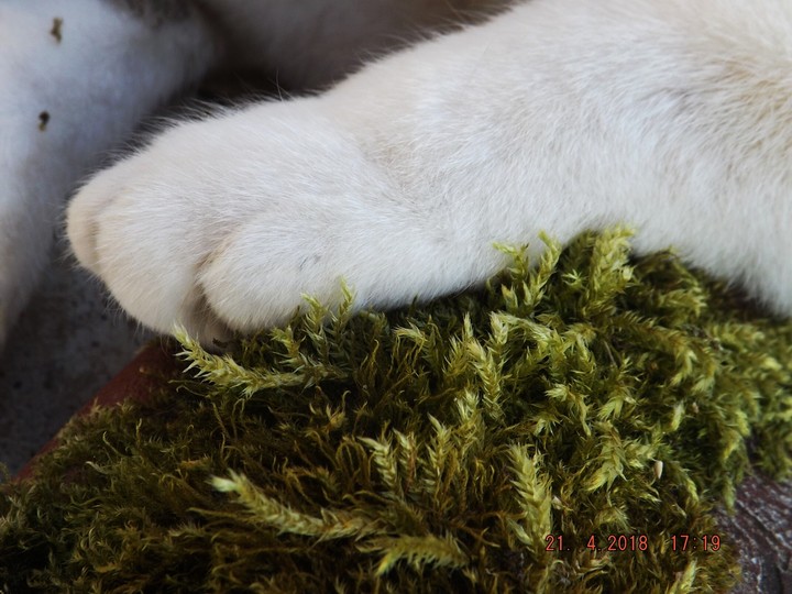 My cat on a nature pillow