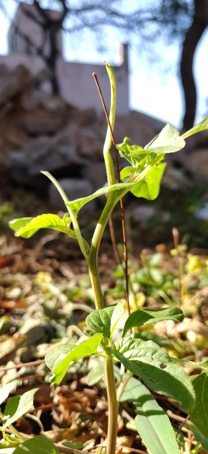 plant