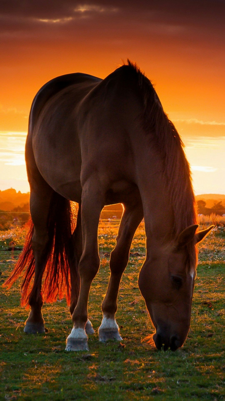 amazing horse ♡